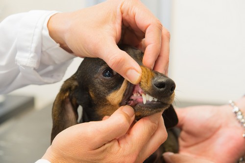 Dental Care  La Verne, CA 