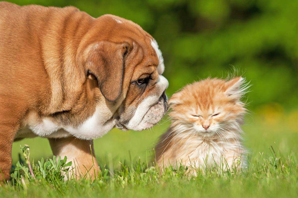 Puppy & Kitten Care  La Verne, CA 