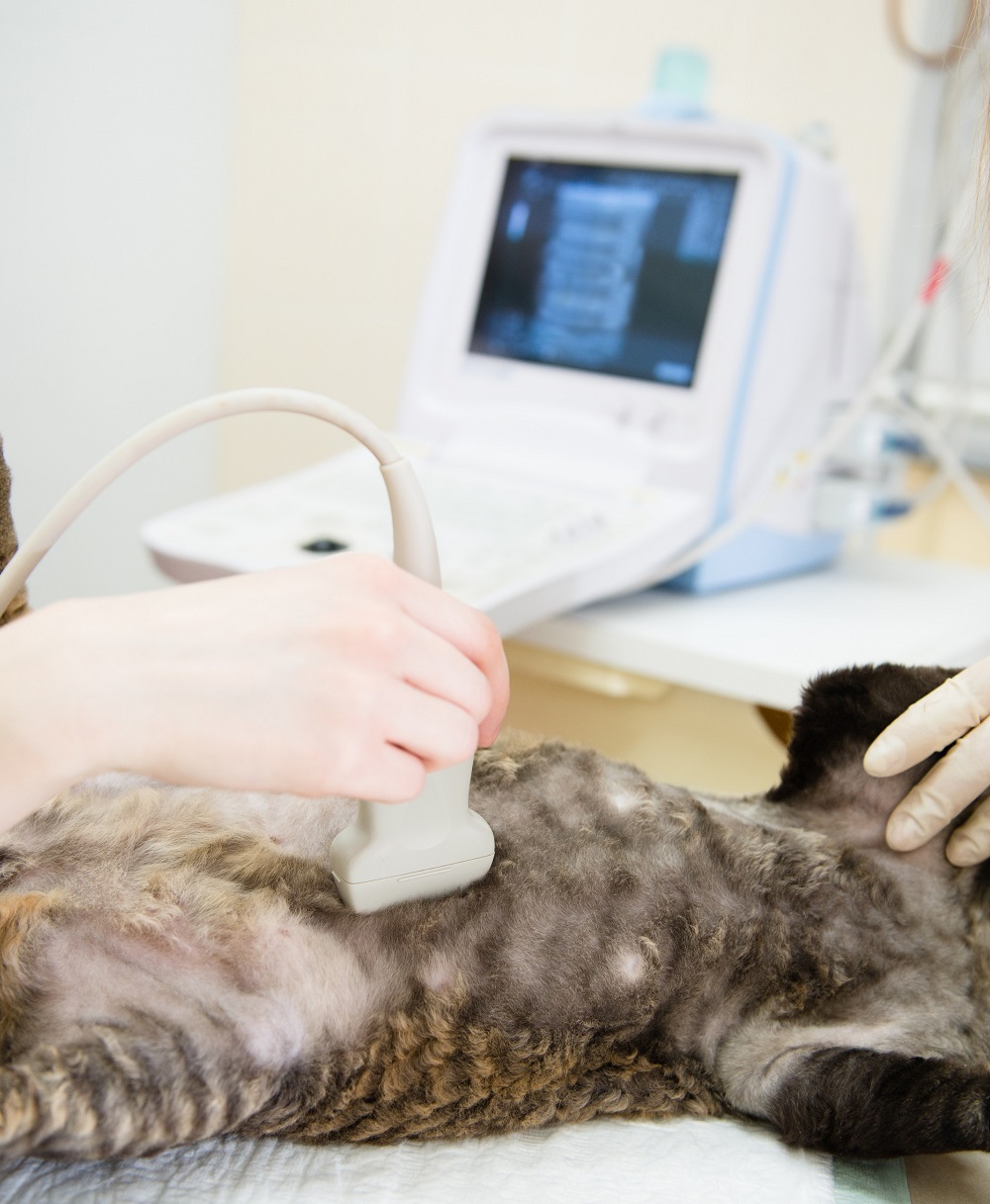 Ultrasound  La Verne, CA 