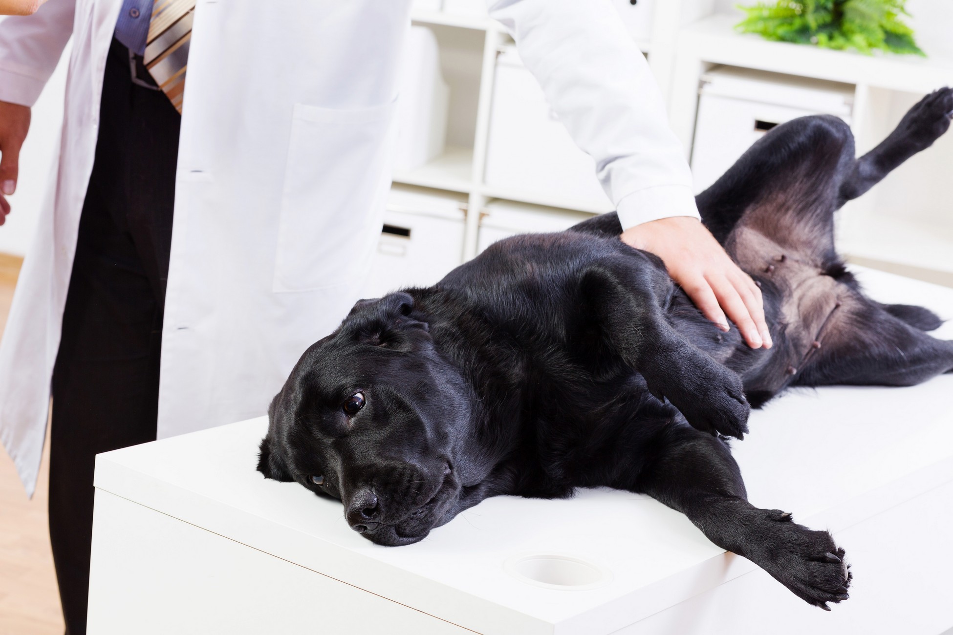 Wellness Exams  La Verne, CA 