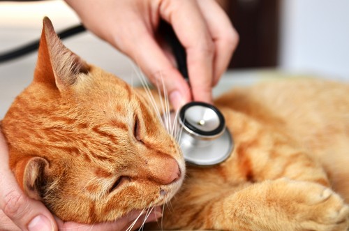 veterinary services  La Verne, CA 